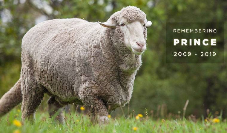 Sheep Prince