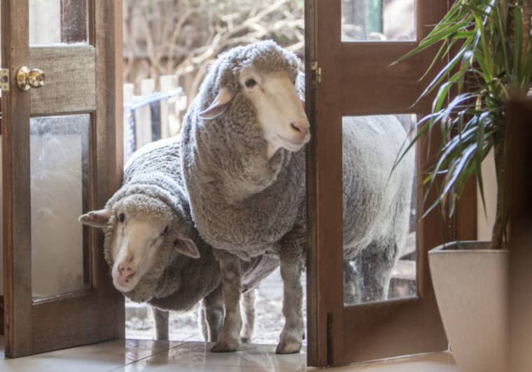 Sheep Prince Lulu