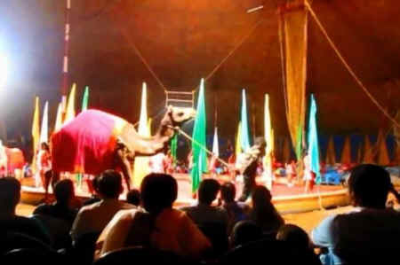 Tracy circus camel