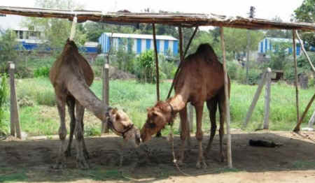 rescued happy camels