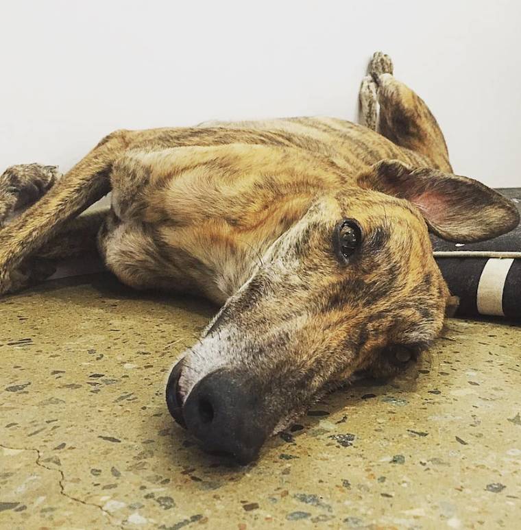 Greyhound Rory