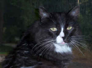 Sams kitty cat loss grief companion
