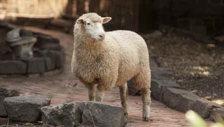 Harriet rescued sheep