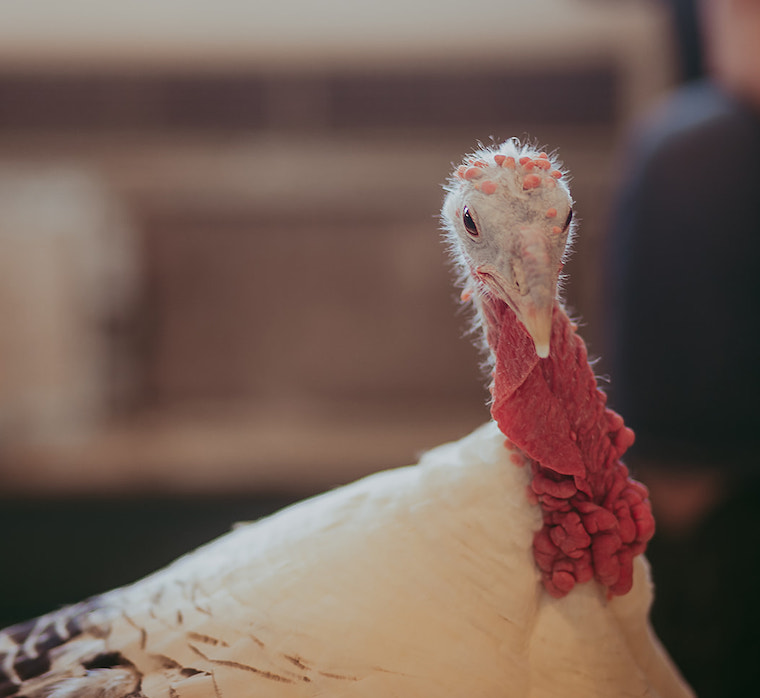 Turkey Sealy