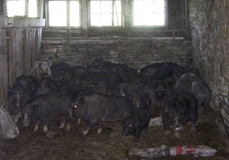 confined pigs