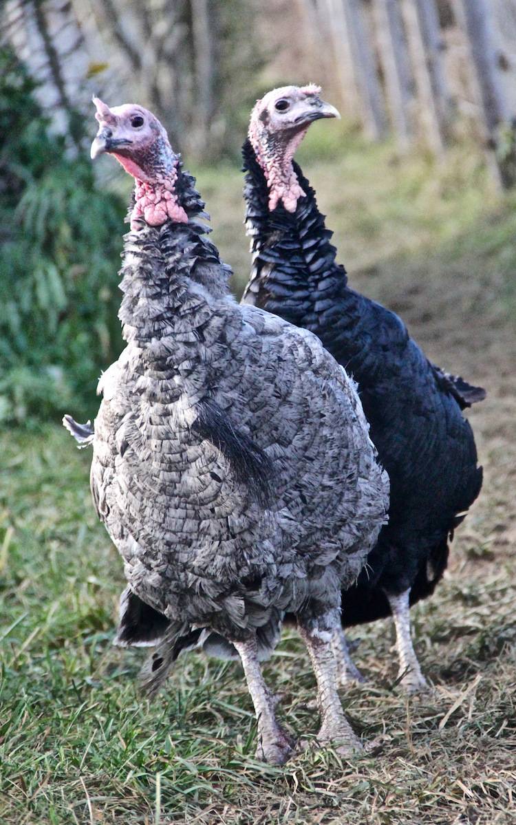 turkeys