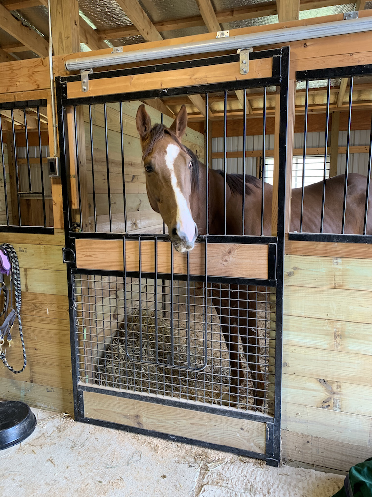 Horse Shamrock Road