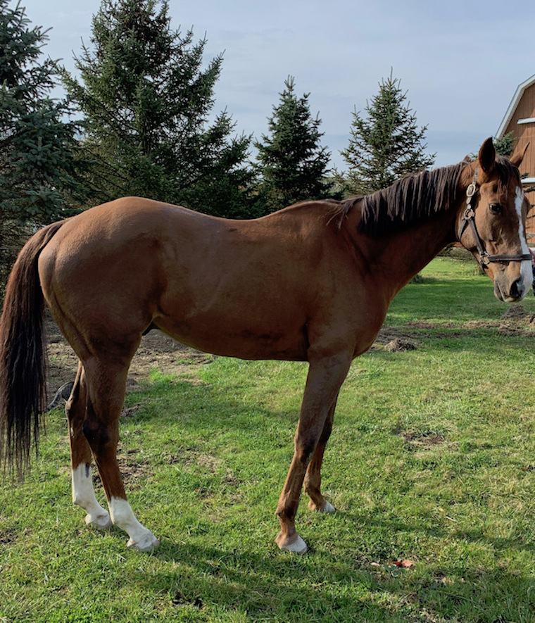 Horse Shamrock Road