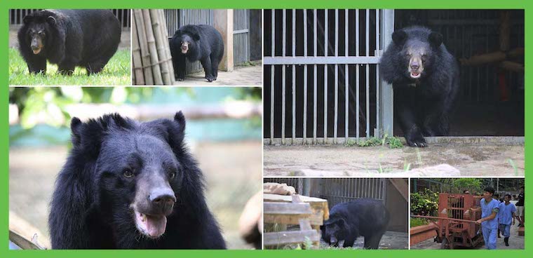 former 'bile' bears
