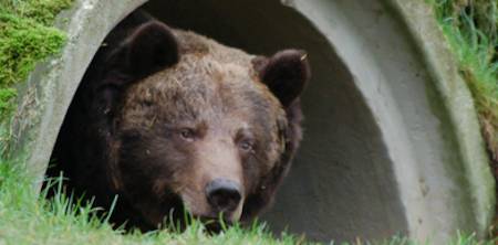 bear