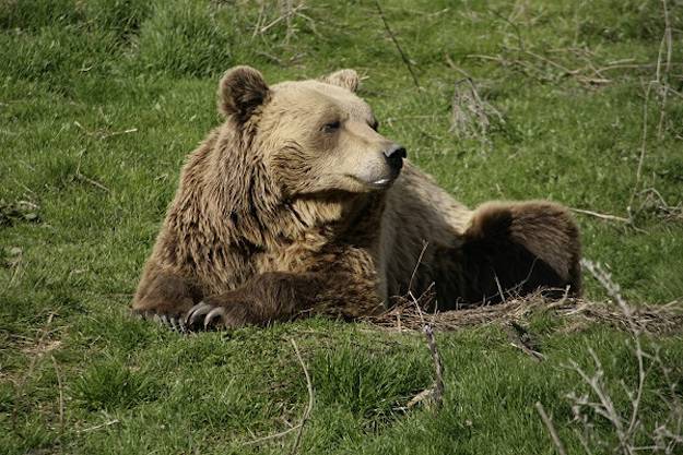 rescued bear