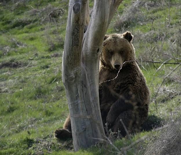 rescued bears