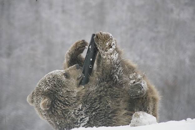 rescued bear