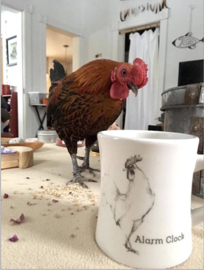 rescued rooster