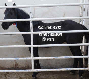 rescued stallion
