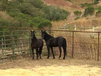 rescued stallions