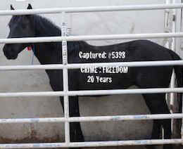 rescued wild stallions