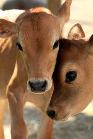 Summer and Freedom rescued calves
