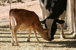 Summer and Freedom rescued calves