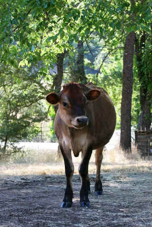 Summer and Freedom rescued calves