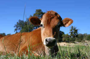 Summer and Freedom rescued calves