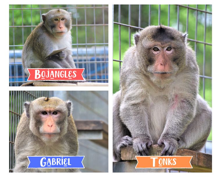 Macaques