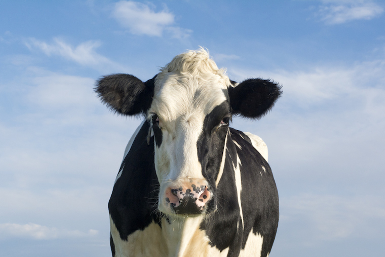 Cow Tilly