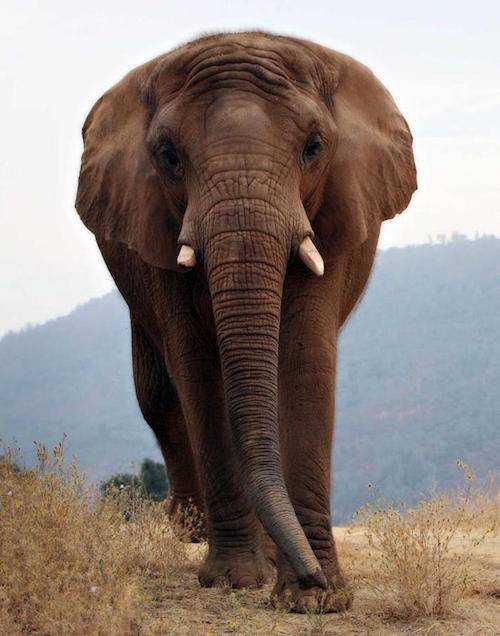 Thika elephant