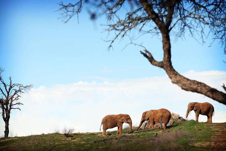 elephants Toka Maggie Lulu
