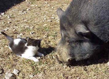 a-tomrides-2kitpig.jpg (39671 bytes)