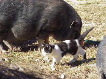 a-tomrides-3kitpig.jpg (34116 bytes)