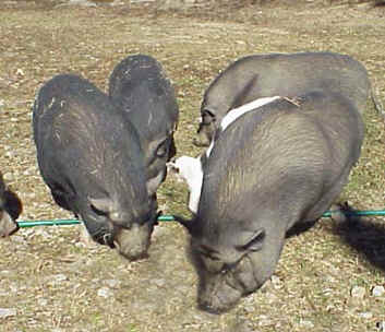 a-tomrides-dismount.jpg (33890 bytes)