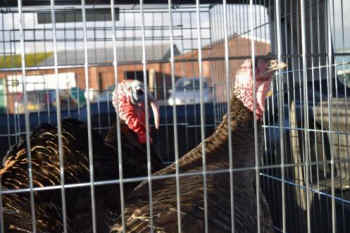 two turkeys saved