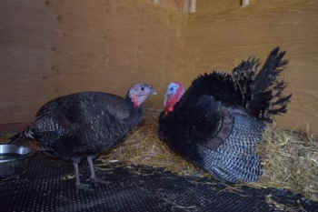 two turkeys saved