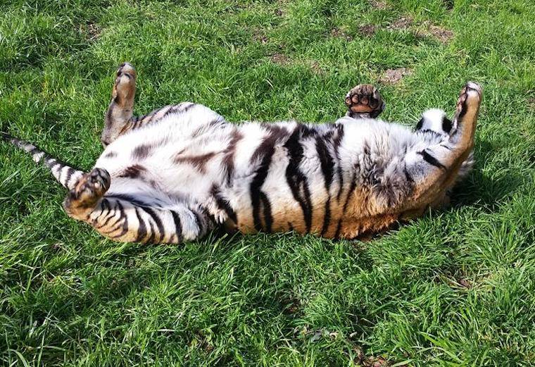 Tiger Marin