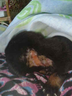 puppy rescue Borneo