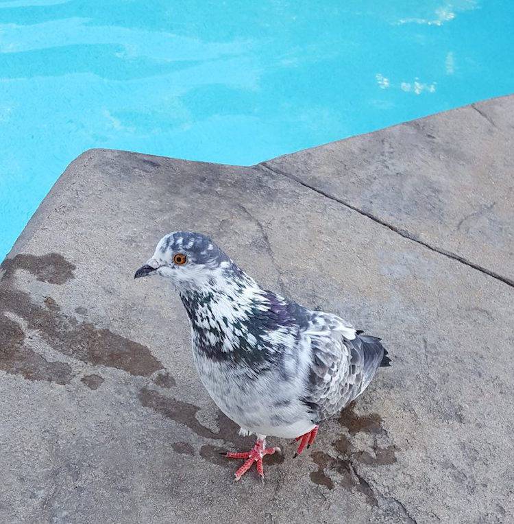 Francesco pigeon