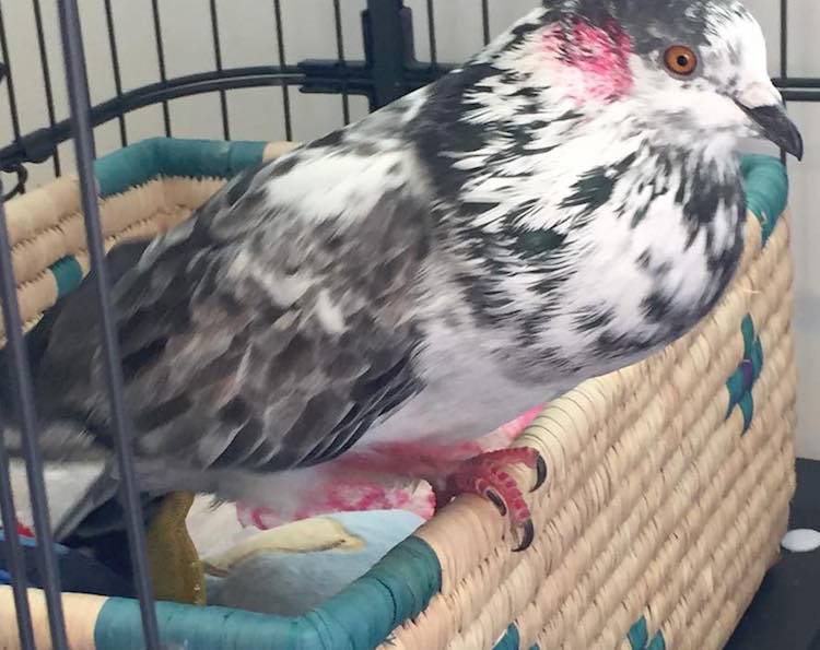 Francesco pigeon