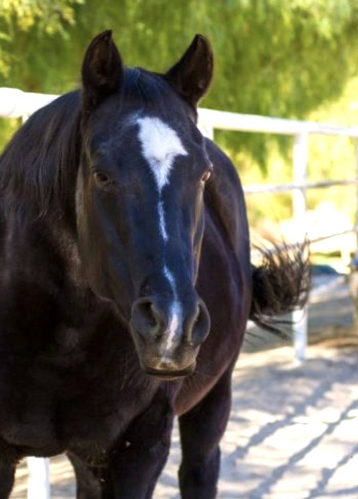 rescued horse