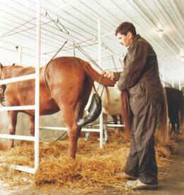 pregnant mare urine premarin