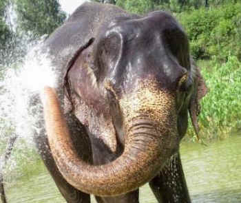 Aneesha rescued elephant