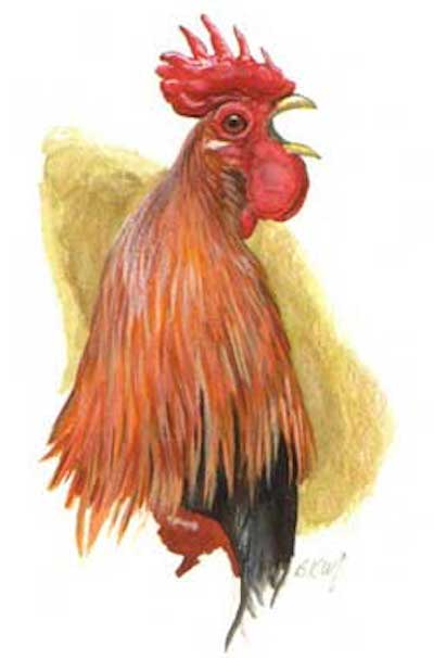 Red Jungle Fowl