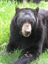 Bear Boo Boo