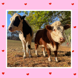 cows and hearts