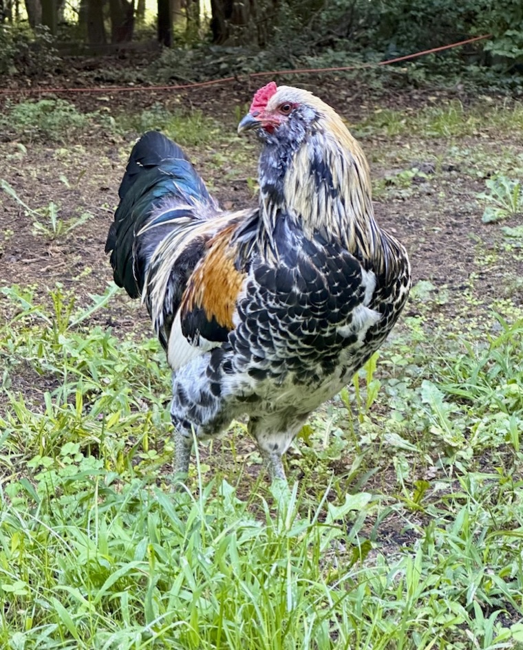 Rooster Bubba