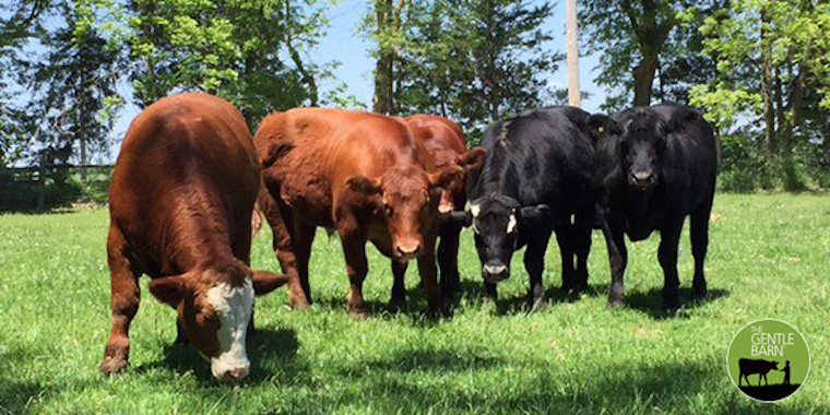 5 rescued Cows