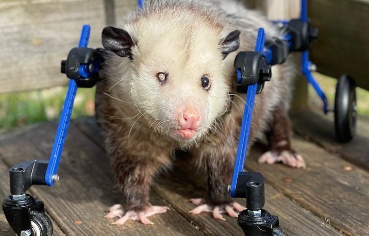 Opossum Kewpie
