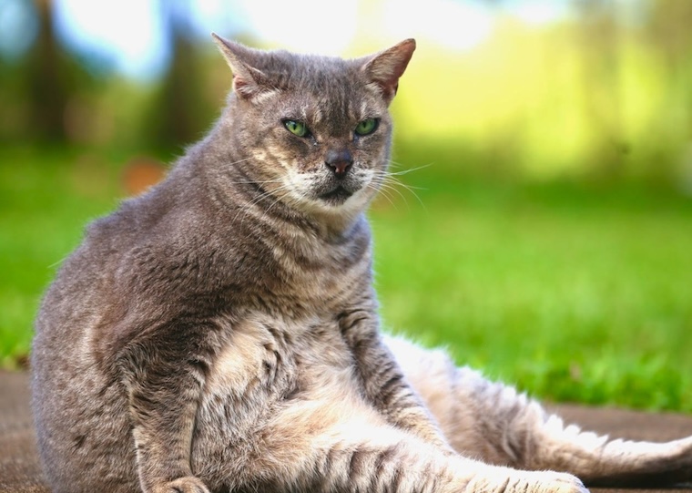 Cat Jazz
