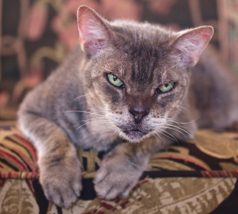 Cat Jazz