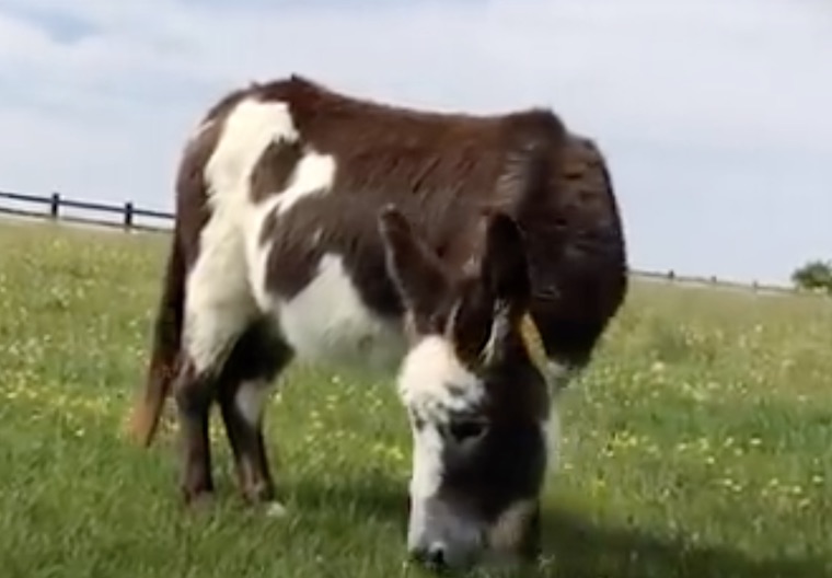 Donkey Jingles
